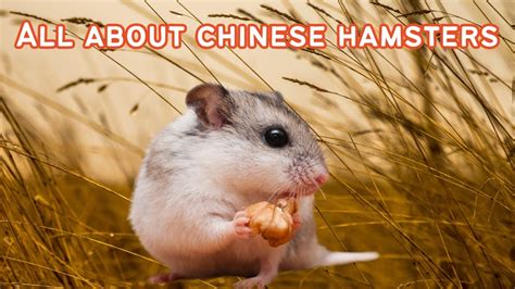 cx hamster|Chinese Hamster